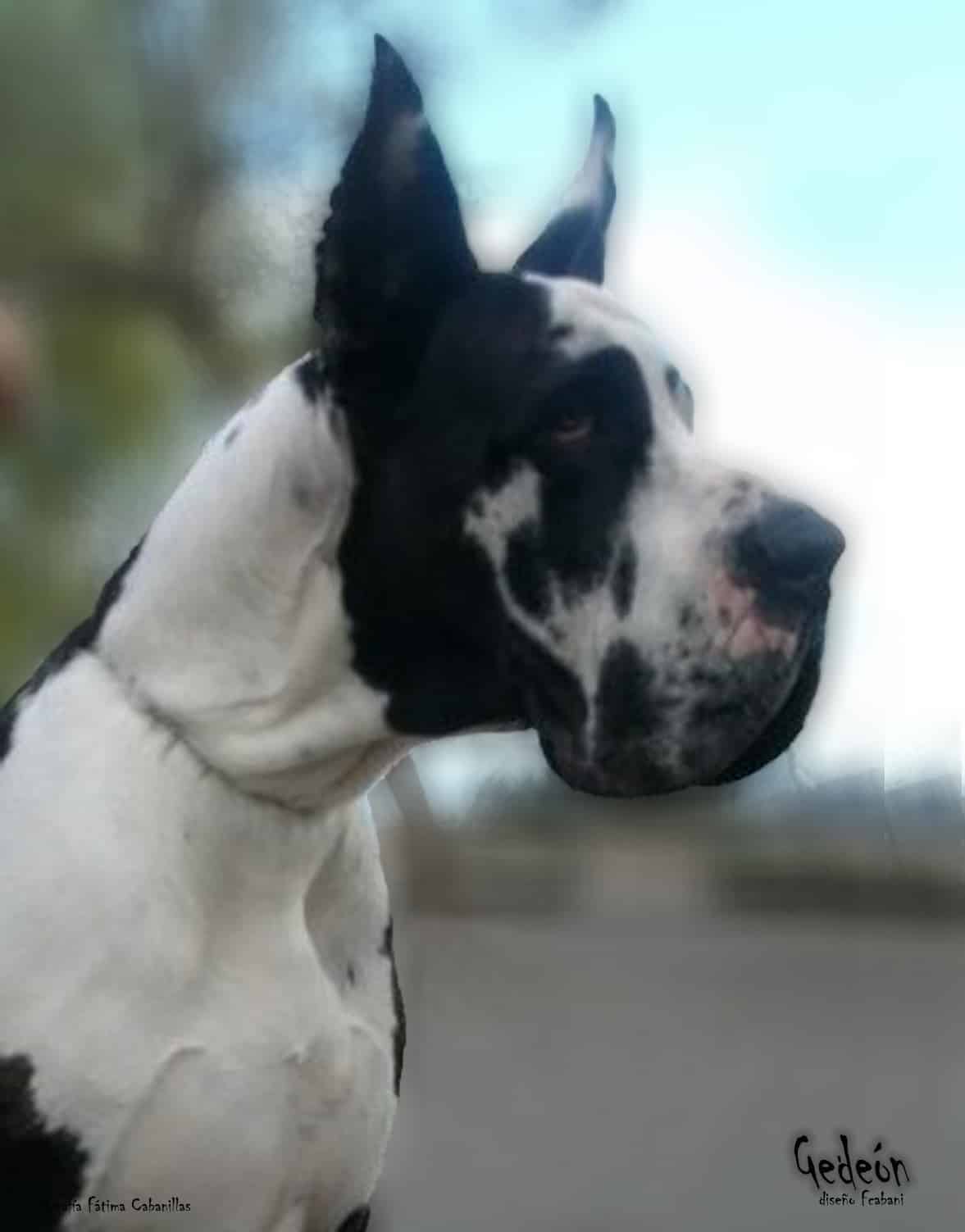 Machos de Dogo Alemán