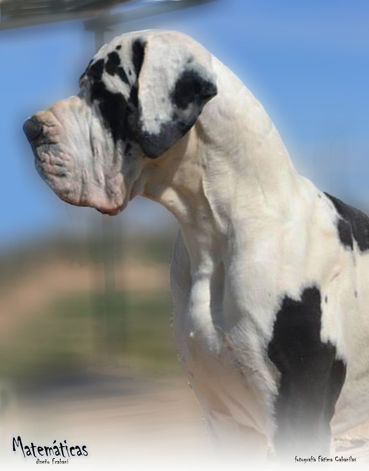 Machos de Dogo Alemán