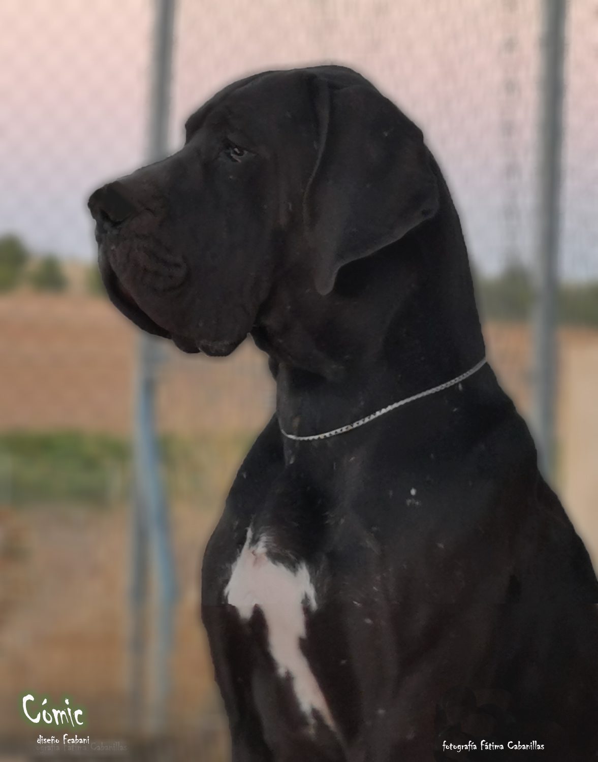 Machos de Dogo Alemán