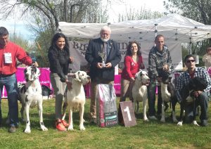 Dogos Alemanes Galería Fotográfica