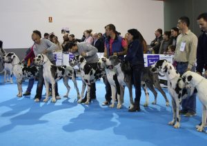 Dogos Alemanes Galería Fotográfica