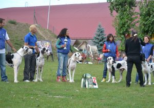 Dogos Alemanes Galería Fotográfica