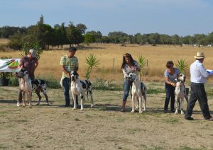 Dogos Alemanes Galería Fotográfica
