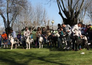 Dogos Alemanes Galería Fotográfica