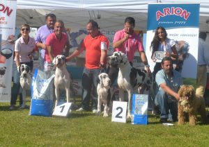 Dogos Alemanes Galería Fotográfica
