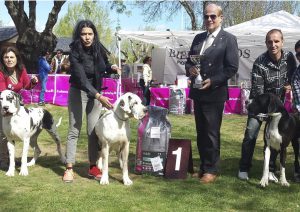 Dogos Alemanes Galería Fotográfica