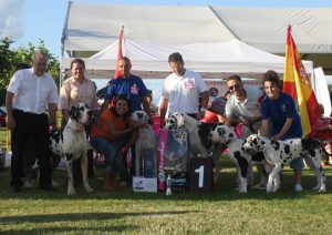 Dogos Alemanes Galería Fotográfica