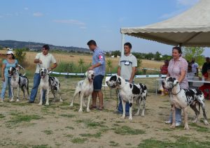 Dogos Alemanes Galería Fotográfica