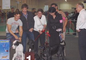 Dogos Alemanes Galería Fotográfica