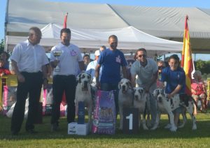 Dogos Alemanes Galería Fotográfica