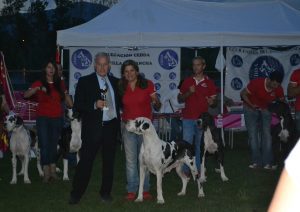 Dogos Alemanes Galería Fotográfica