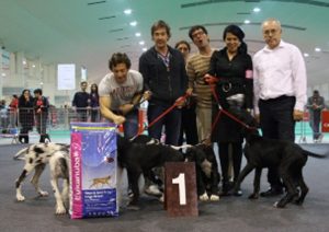 Dogos Alemanes Galería Fotográfica