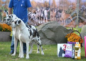 Dogos Alemanes Galería Fotográfica