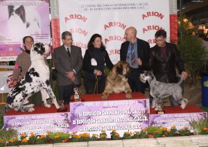 Dogos Alemanes Galería Fotográfica