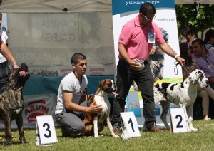 Dogos Alemanes Galería Fotográfica