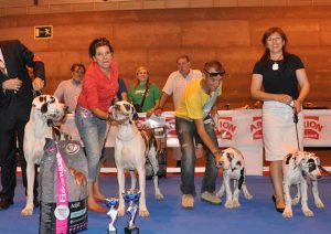 Dogos Alemanes Galería Fotográfica