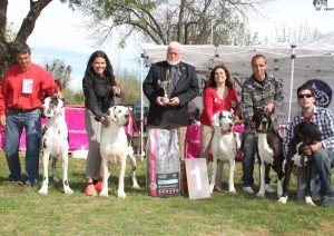 Dogos Alemanes Galería Fotográfica