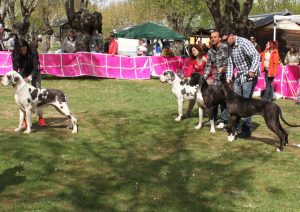 Dogos Alemanes Galería Fotográfica