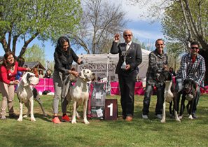 Dogos Alemanes Galería Fotográfica