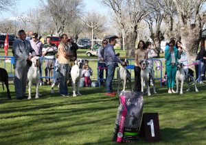 Dogos Alemanes Galería Fotográfica