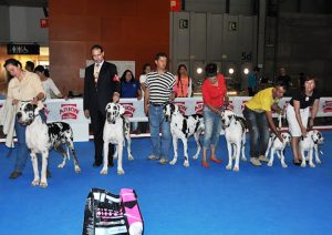 Dogos Alemanes Galería Fotográfica
