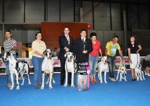 Dogos Alemanes Galería Fotográfica