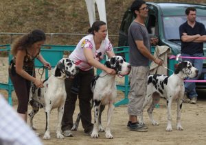 Dogos Alemanes Galería Fotográfica