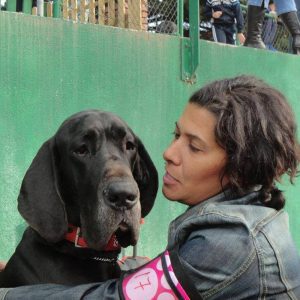 Dogos Alemanes Galería Fotográfica