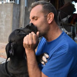 Dogos Alemanes Galería Fotográfica