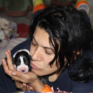 Dogos Alemanes Galería Fotográfica