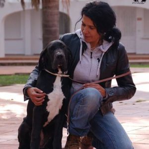 Dogos Alemanes Galería Fotográfica