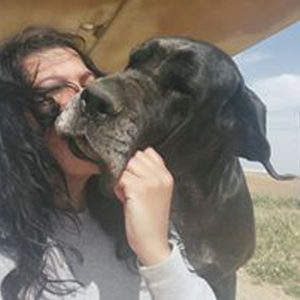 Dogos Alemanes Galería Fotográfica