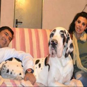 Dogos Alemanes Galería Fotográfica