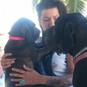 Dogos Alemanes Galería Fotográfica