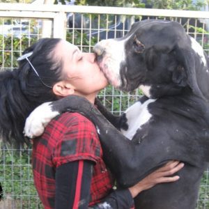 Dogos Alemanes Galería Fotográfica