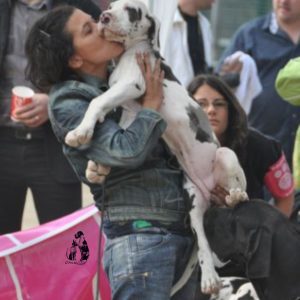 Dogos Alemanes Galería Fotográfica
