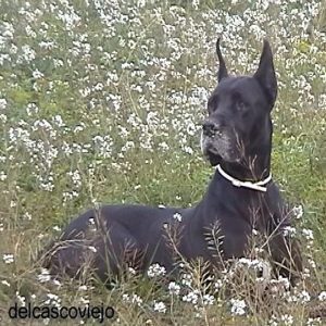 Dogos Alemanes Galería Fotográfica