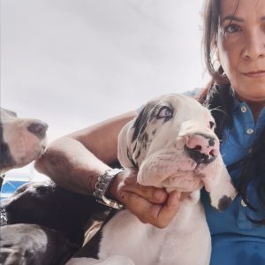 Dogos Alemanes Galería Fotográfica