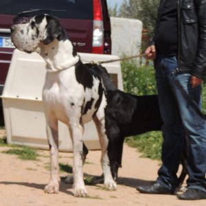 Dogos Alemanes Galería Fotográfica