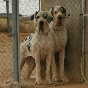 Dogos Alemanes Galería Fotográfica