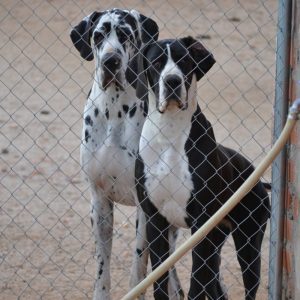 Dogos Alemanes Galería Fotográfica