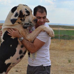 Dogos Alemanes Galería Fotográfica