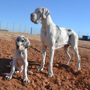 Dogos Alemanes Galería Fotográfica