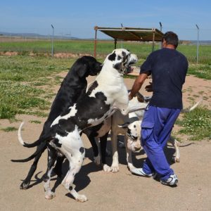Dogos Alemanes Galería Fotográfica