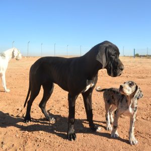 Dogos Alemanes Galería Fotográfica