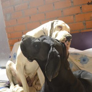 Dogos Alemanes Galería Fotográfica