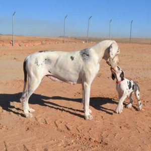 Dogos Alemanes Galería Fotográfica