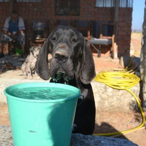 Dogos Alemanes Galería Fotográfica