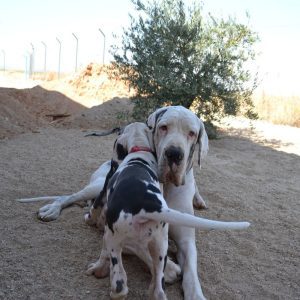 Dogos Alemanes Galería Fotográfica