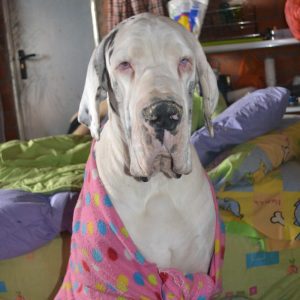 Dogos Alemanes Galería Fotográfica